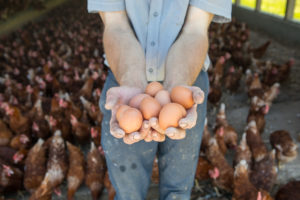 Amish farmer holding eggs