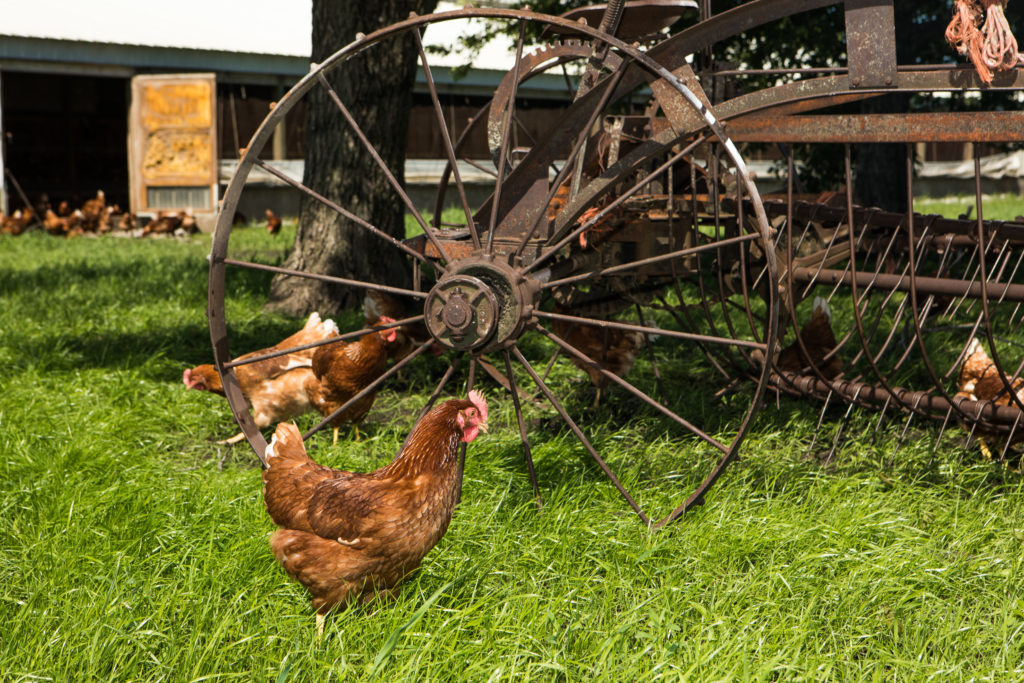 Organic Eggs: What Makes Them Organic? 4 Hens around Amish farm implement