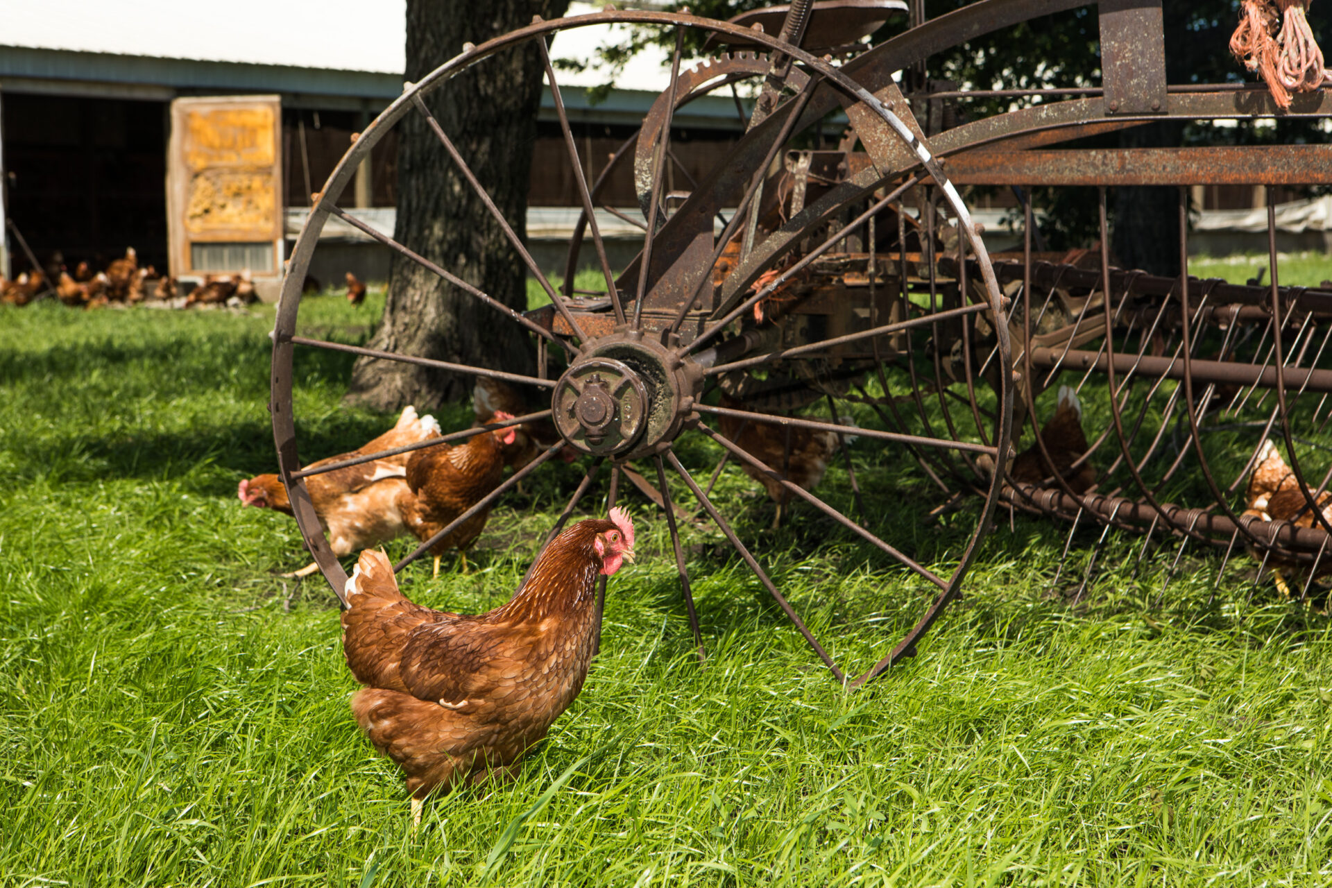 Hens around Amish farm implement