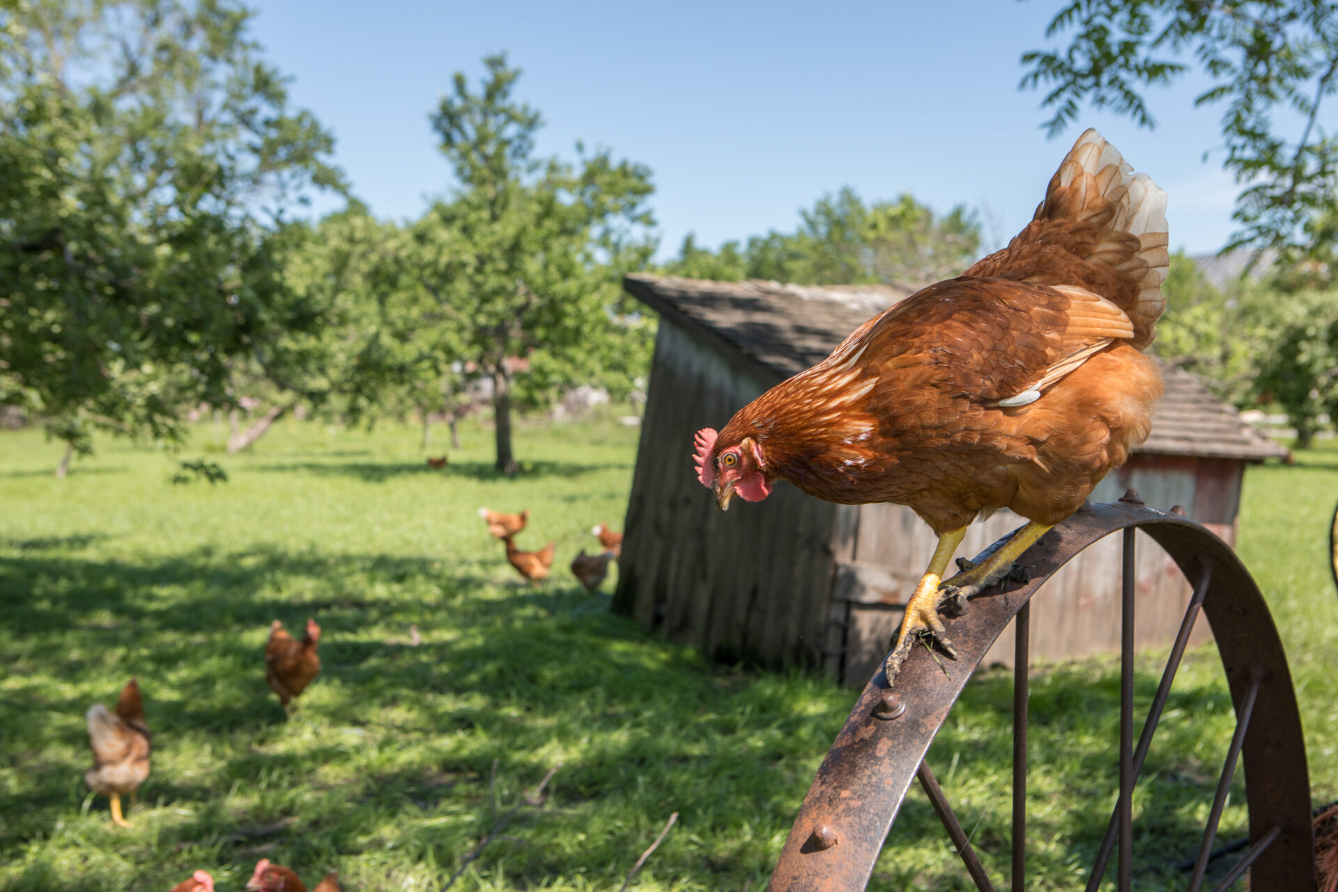 Pastured hen on metal wheel