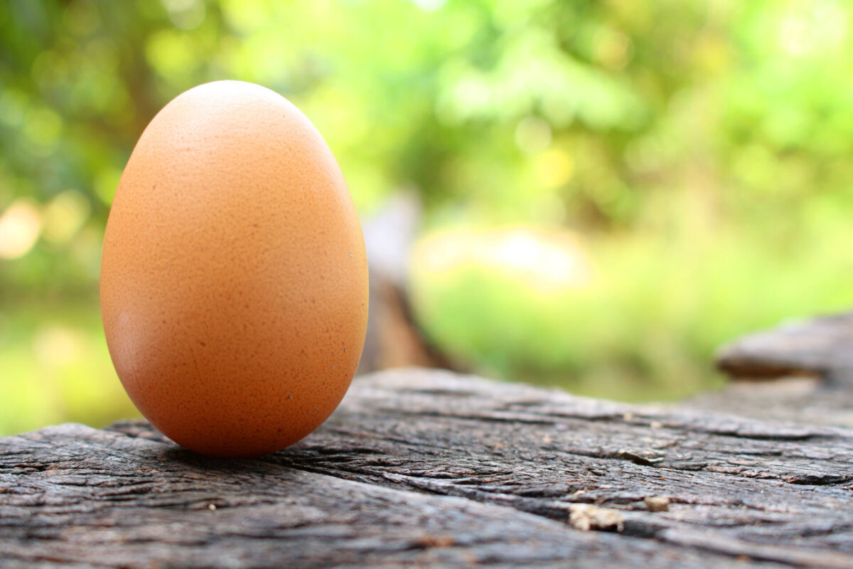 Farm to Table Eggs