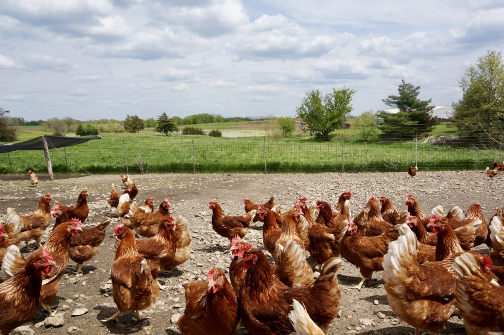 A Letter From Farmer Mervin 23 Farmer Mervin's flock of hens outside