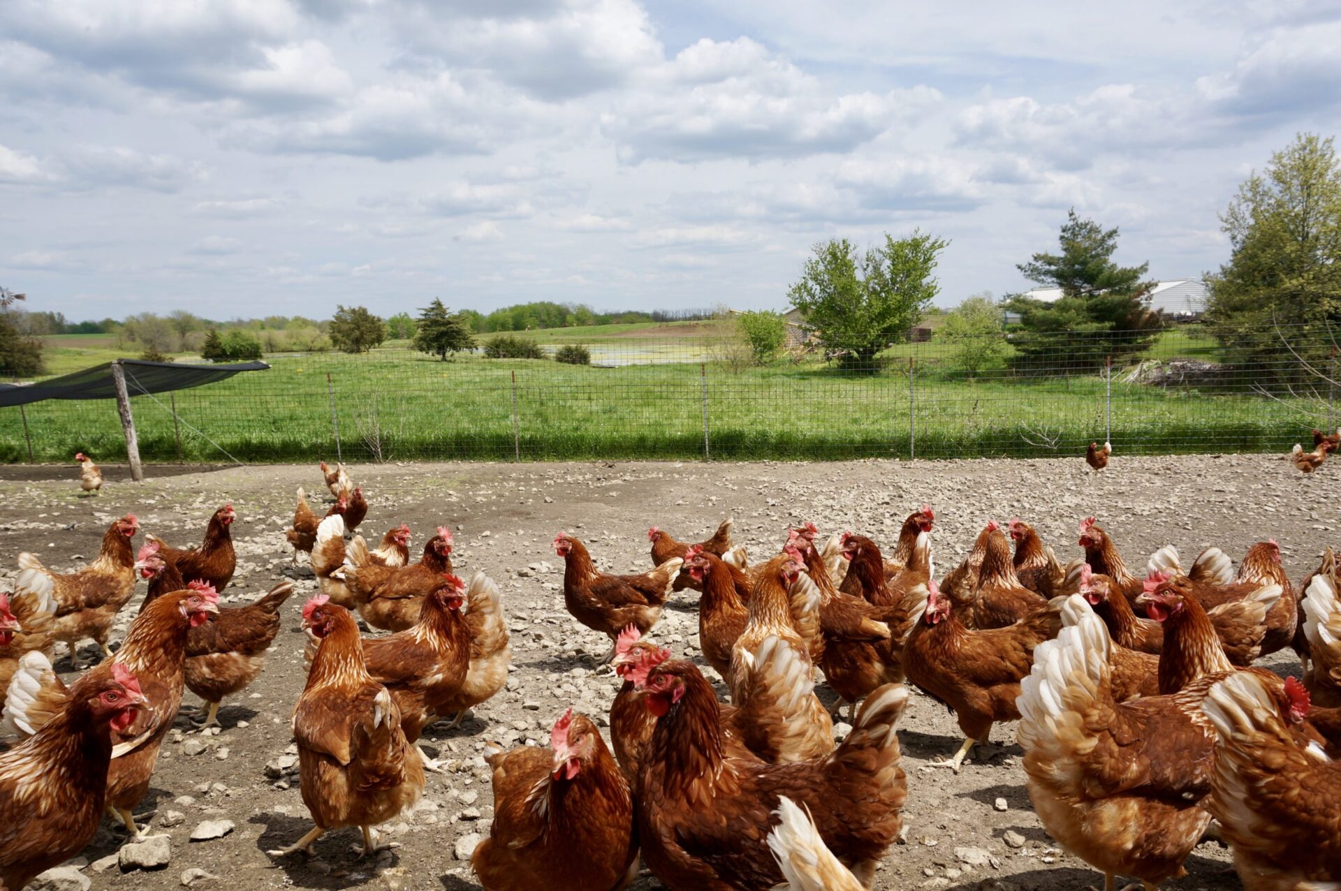 Farmer Mervin's flock of hens outside