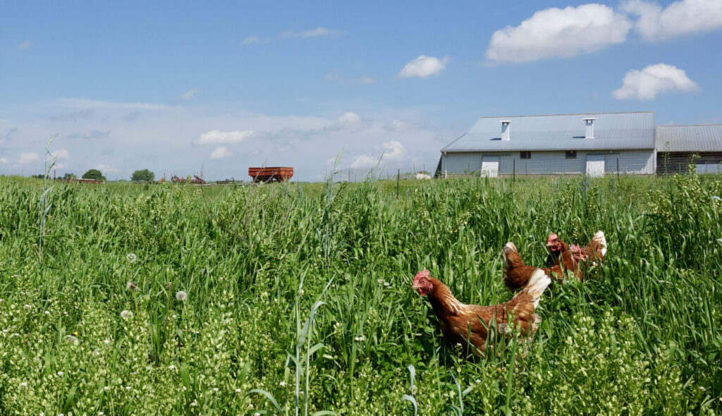 Pastured hens in a farm field