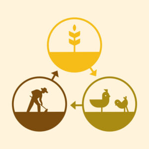 Grain cycle infographic