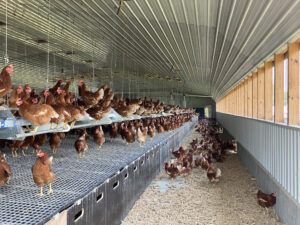 Stages of A Hen House 4 Farmer Eli's
