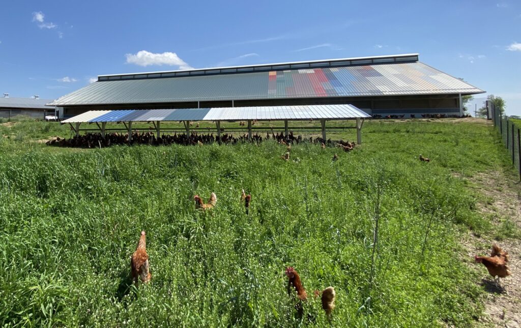 Hens outdoors with solar panels