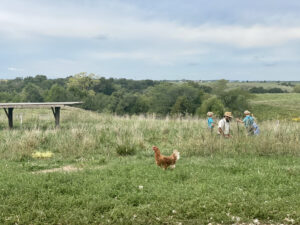 pasture-raised eggs