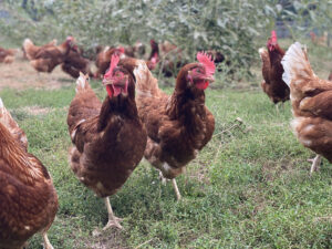 pasture raised chickens