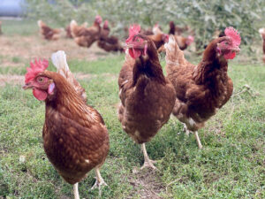 pasture raised egg farm