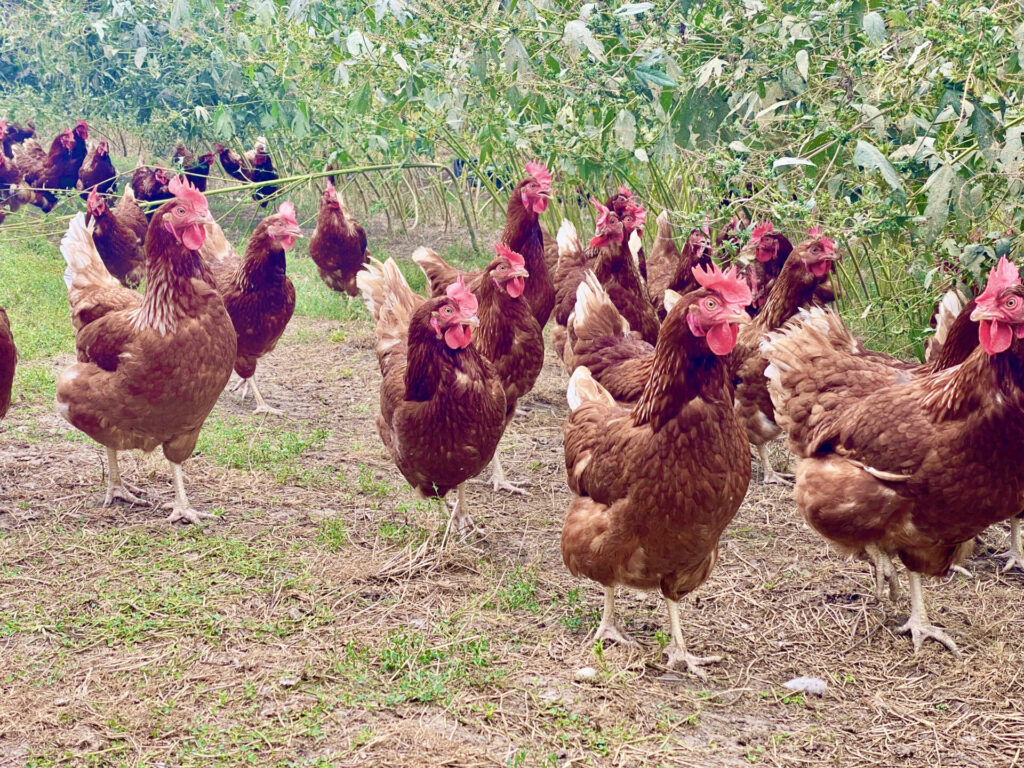 pasture raised eggs hens