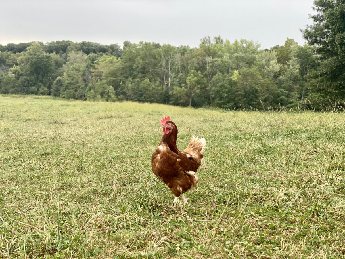 Pastured rooster