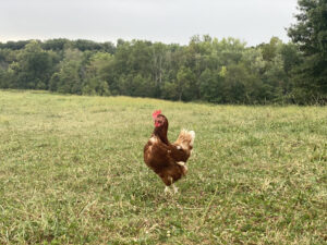 pasture raised eggs