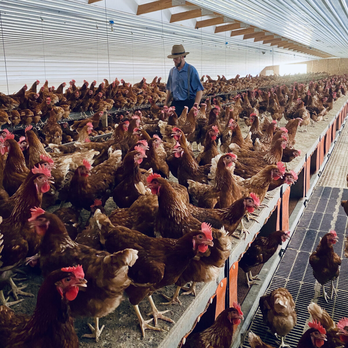 Merlin R with his chickens