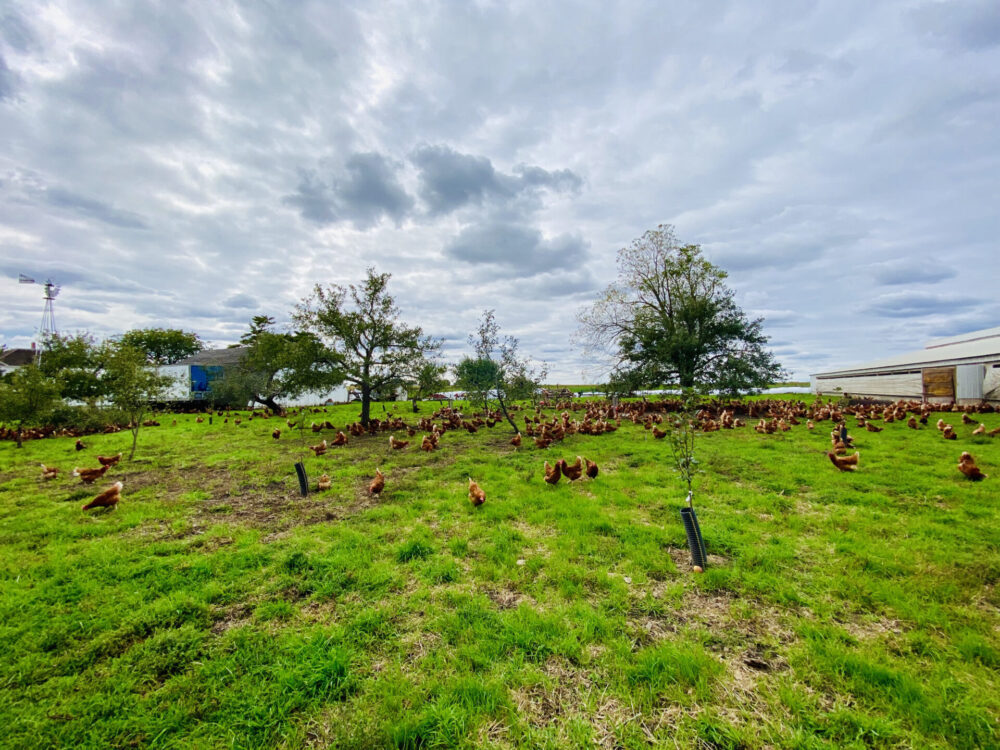 Hens in pasture