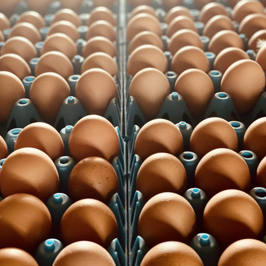 organic eggs