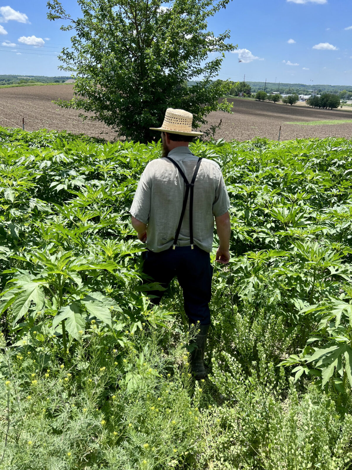 Farmer Edward