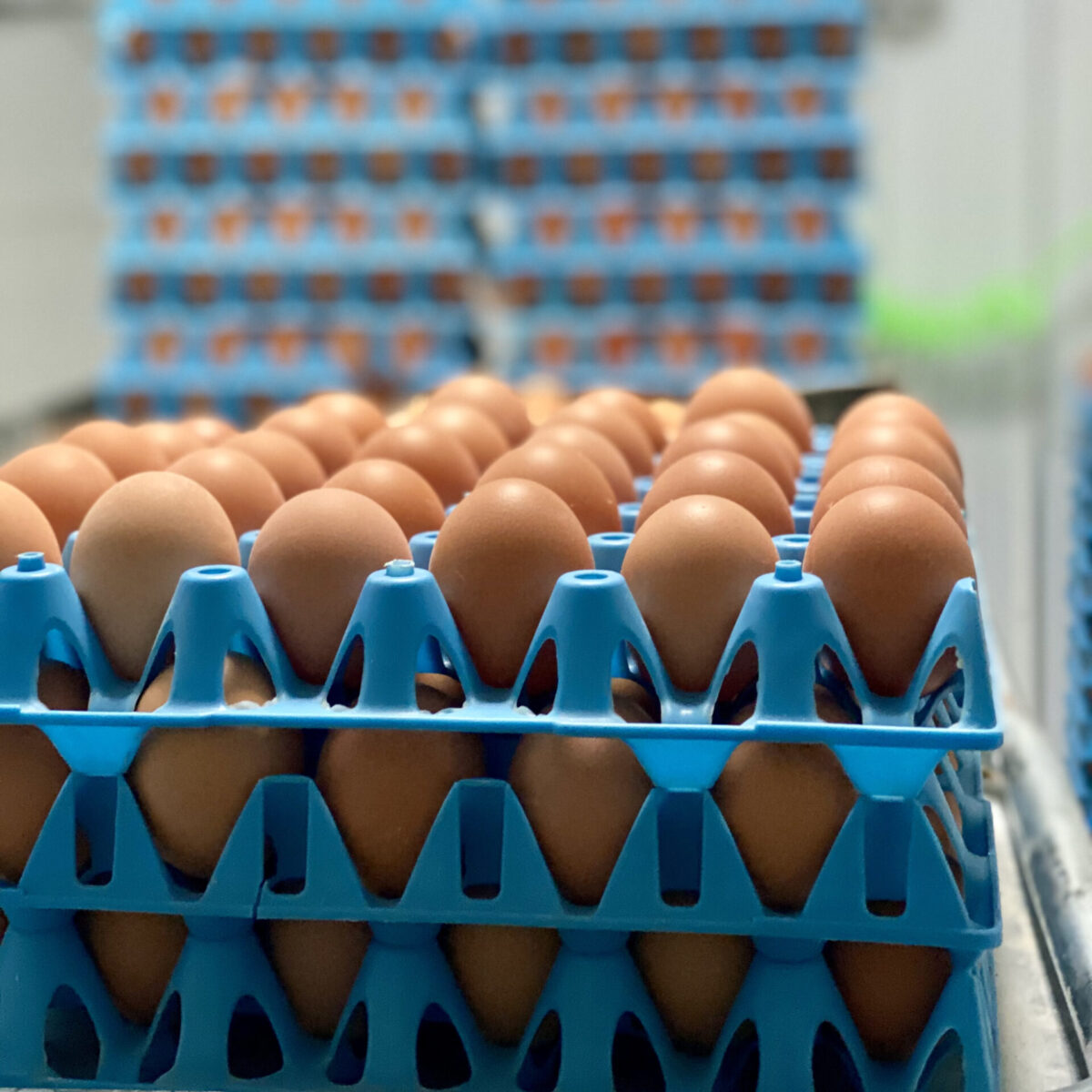 Organic Eggs stacked in bulk