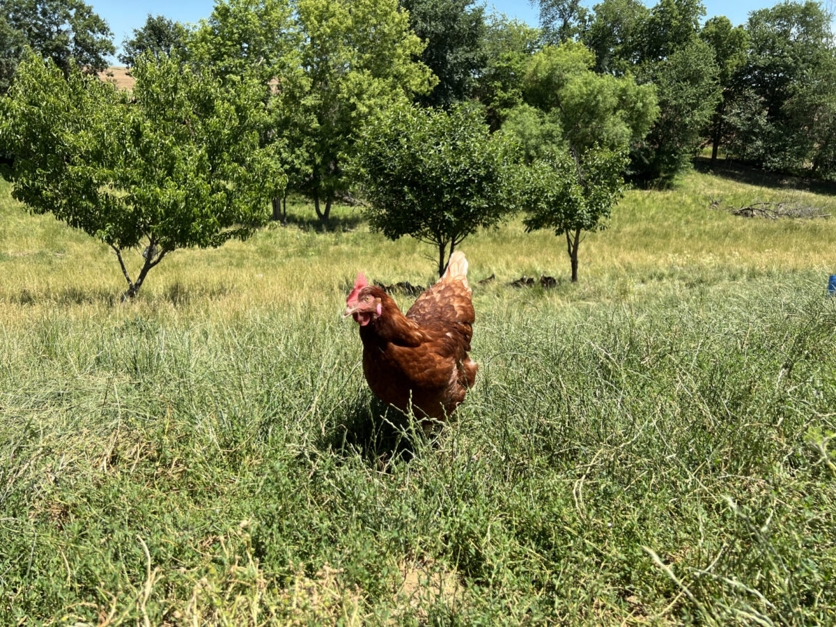 pasture raised chicken