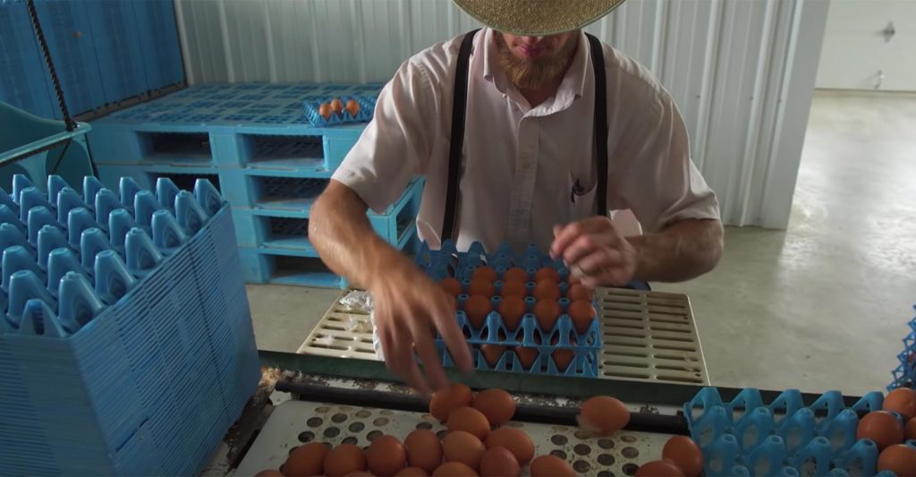 Farmers Hen House farmer packing eggs