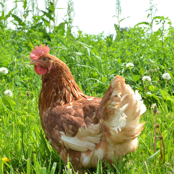 Chicken on David Yutzy farm